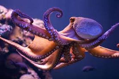 Octopus - Respiratory System